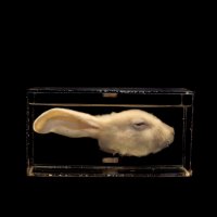 01_MonicaAlcazar-Duarte_DOMESTIC RABBIT_Photoszene.jpeg